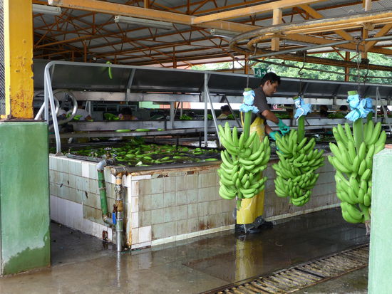 Abtrennen der Bananen und Einlegen