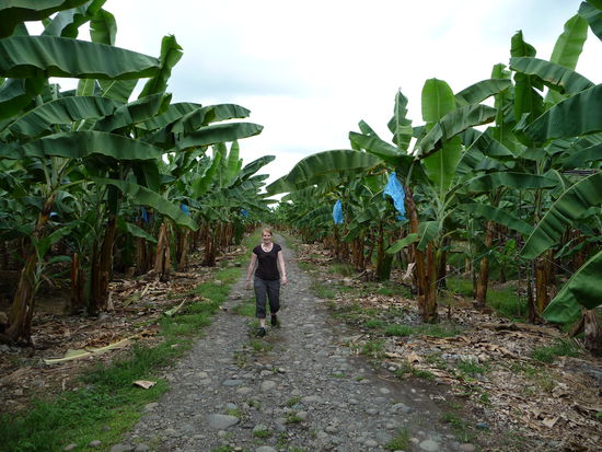 Auf dem Weg durch die Plantage