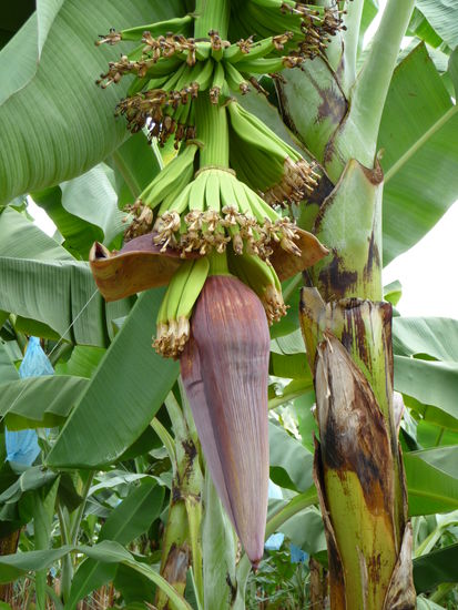 Die Blüte der Bananen-Pflanzen