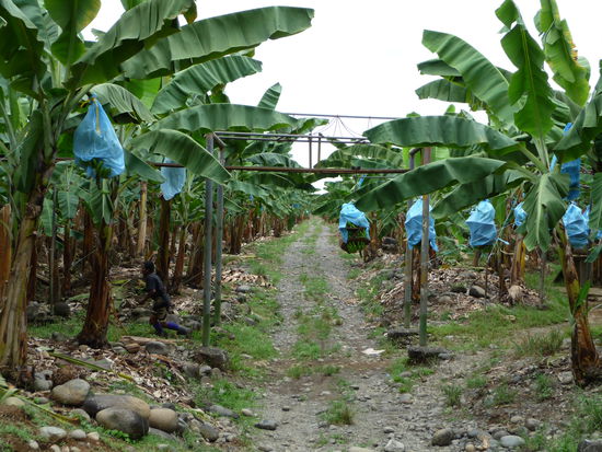 Ein Arbeiter zieht mehrere Stauden hinter sich her (links klein und dunkel)