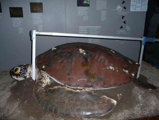 Die grüne Meeresschildkröte ist die zweitgrößte Meeresschildkröte der Welt und zählt zu den gefährdeten Arten. Sie kann bis zu 140 cm lang und 185 kg schwer werden...