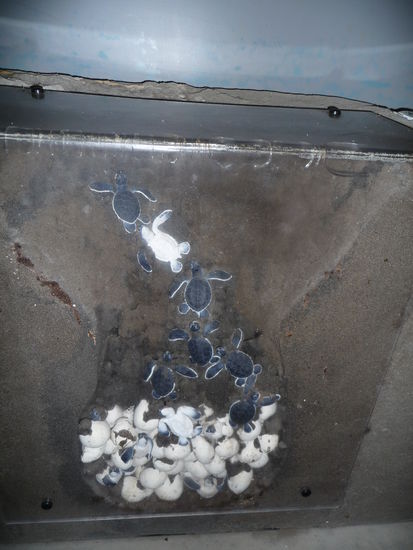 Schlüpfen in der Theorie