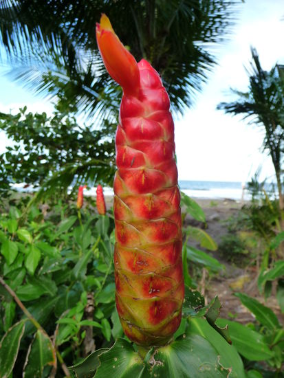 lustige Pflanzen im Nationalpark