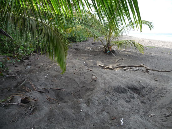 Löcher, die die Schildkröten am Strand gebuddelt haben