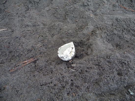 ein kaputtes Schildkröten-Ei, sieht so ähnlich aus wie ein Tischtennis-Ball