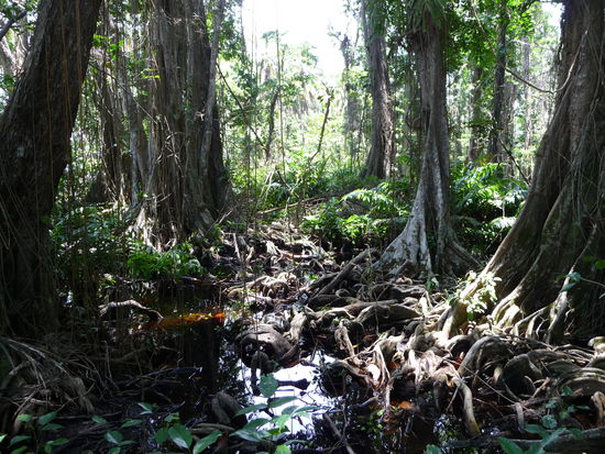 Wurzelgeflechte im Nationalpark in Cahuita