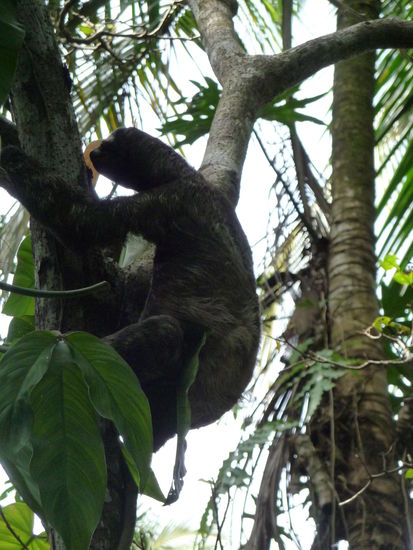 Faultiere haben ein bisschen was von ET, finde ich, aber sonst sind sie mit ihrer Langsamkeit super sympathisch!