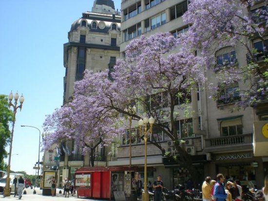 Jacarandabaum in Blüte