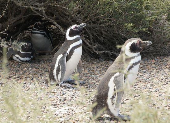 Pinguin - WG