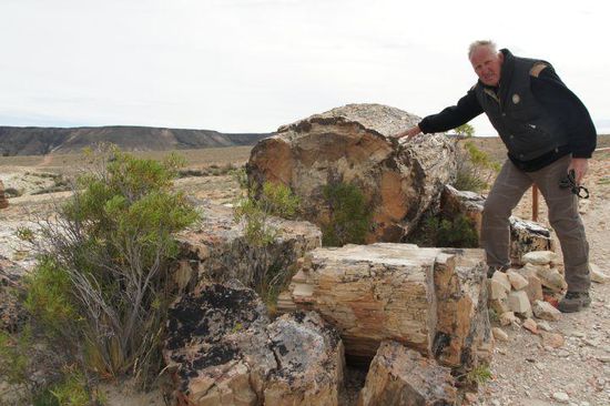 Versteinertes Holz - das gefällt Erich 