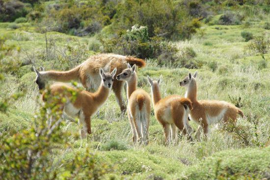 und immer wieder Guanakos
