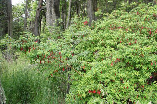 die erste Fuchsie - welch Freude