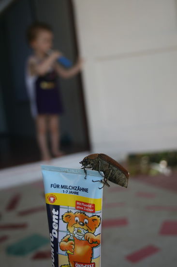 daran gewöhnt man sich