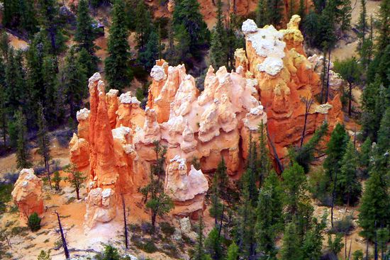 Das sind echte und normal große Fichten