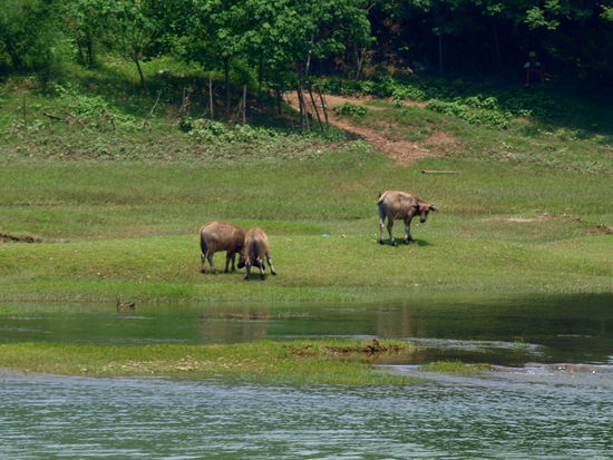 Wasserbüffel, oder einfach nur Kühe?