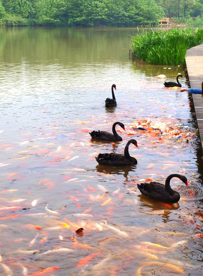 Kois fühlen sich in China pudelwohl