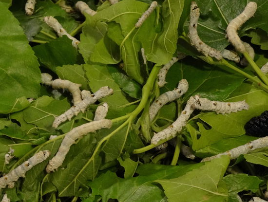 Nein, das sind die Seidenraupen, die werden nicht verzehrt, oder?