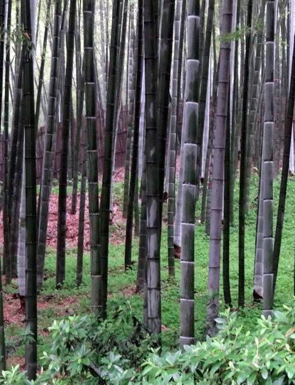 Bambuswald, großes Kaliber!