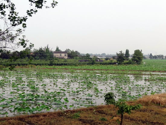 Lotusblume,- leider ohne Blüten (die blühen erst später) 