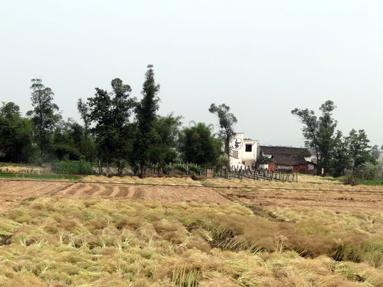 Frisch geernteter Raps