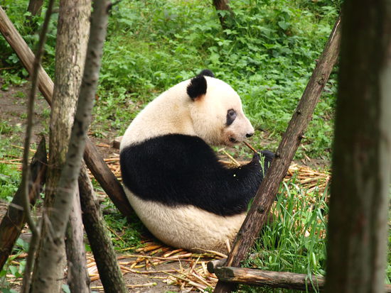 Lieblingsbeschäftigung - fressen!