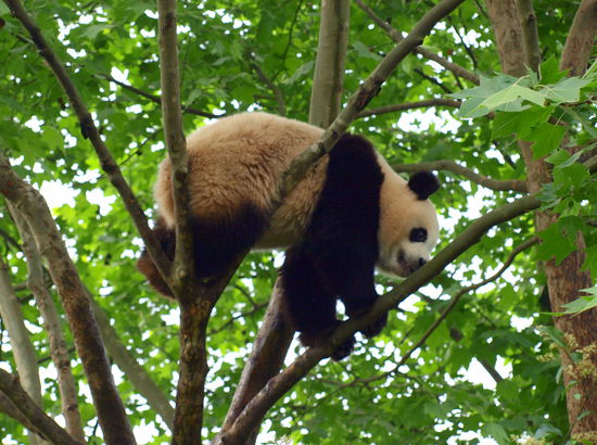 Die jüngeren klettern auch noch.