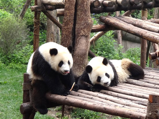 Jungtiere leben in Gruppen zusammen