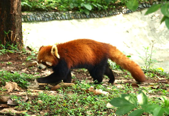 Dies ist der kleine oder der rote Panda