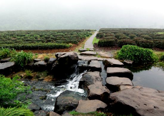 Blick auf die Teefelder