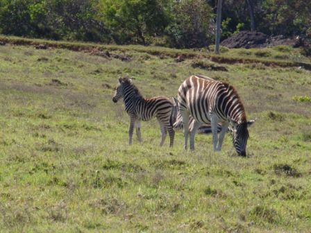 Zebras Kragga Kamma Park
