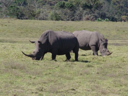Breitmaulnashorn