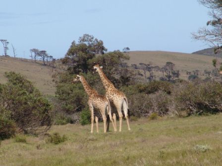 Giraffe