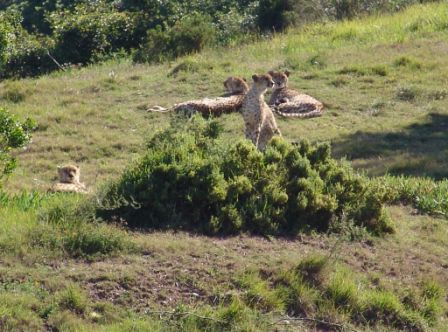 Geparten Kragga Kamma Park