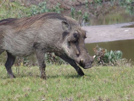 Warzenschwein Kragga Kamma Park