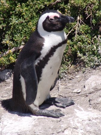 Brillenpinguin