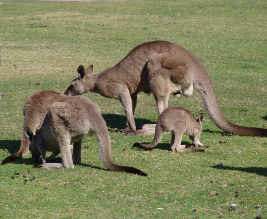 Kaengurus vor unserem Auto