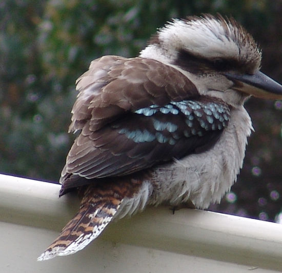 Jaegerliest (Lachender Hans)