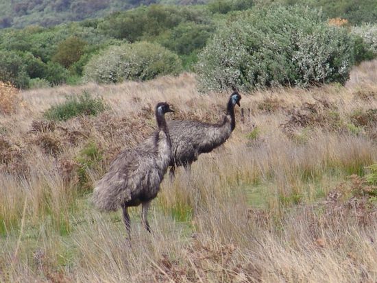 Emu