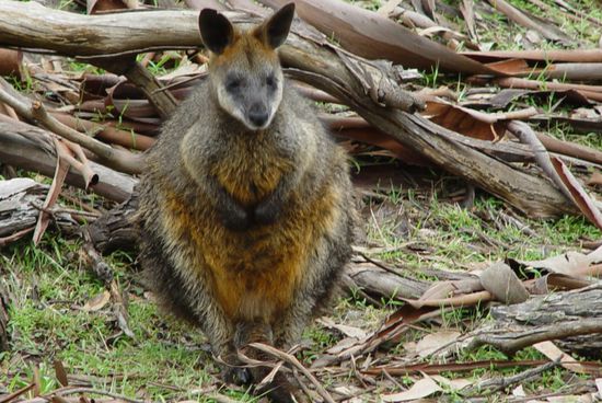 Sumpfwallaby
