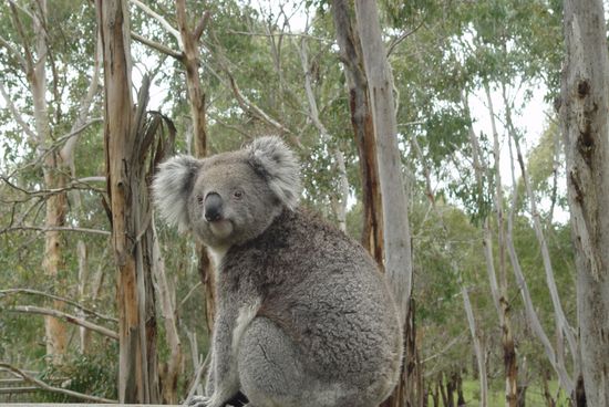 Koala