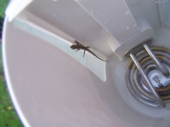 Eidechse im Wasserkocher!