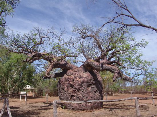 Derby / Brison Baoabab