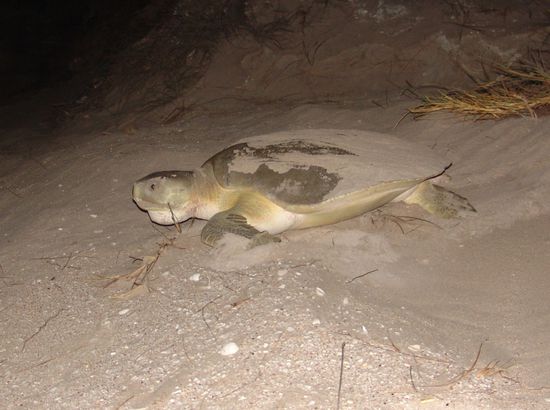 Schildkröte nach der Eiablage