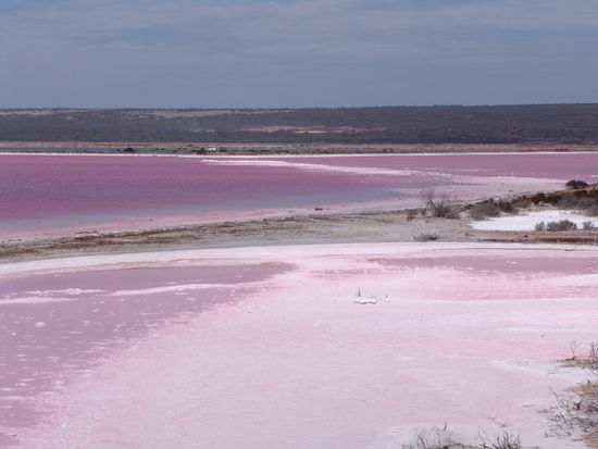 Pink Hutt Lagoon