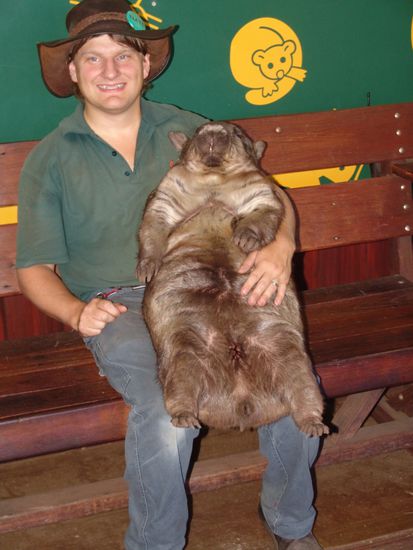 Wombat