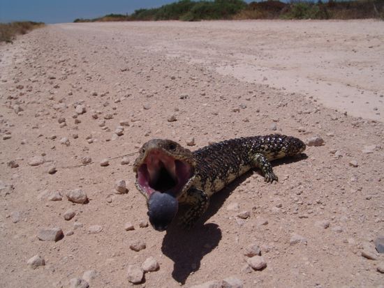 Eyre Peninsula / Tannzapfenechse
