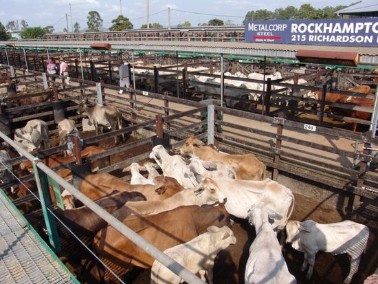 Gracemere / Vieh-Auktionen