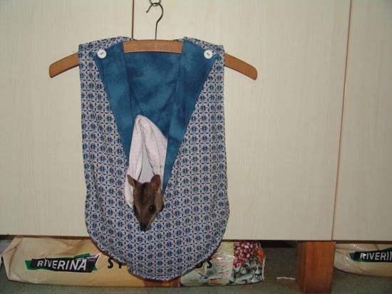 Granit George / Felskänguru