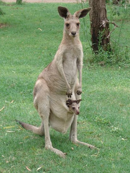 graues Riesen-Känguru