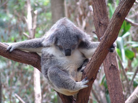 Wir sind "reisemüde"!!!